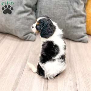 Leo, Cavalier King Charles Spaniel Puppy