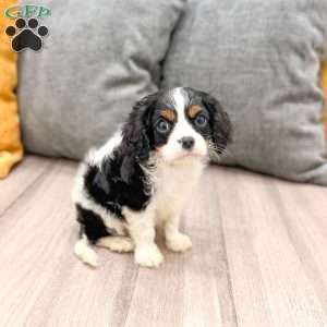 Leo, Cavalier King Charles Spaniel Puppy