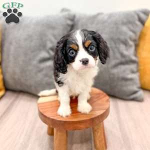 Leo, Cavalier King Charles Spaniel Puppy