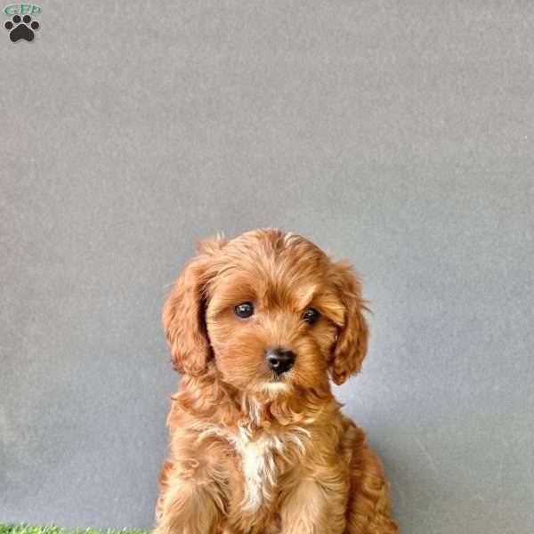 Winnie, Cavapoo Puppy
