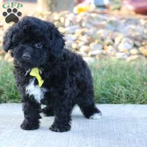 Midnight, Miniature Poodle Puppy