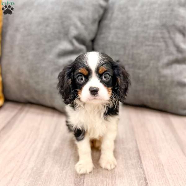 Lily, Cavalier King Charles Spaniel Puppy