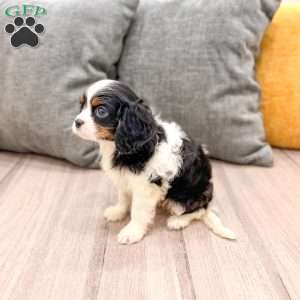 Lily, Cavalier King Charles Spaniel Puppy