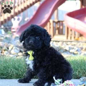 Midnight, Miniature Poodle Puppy