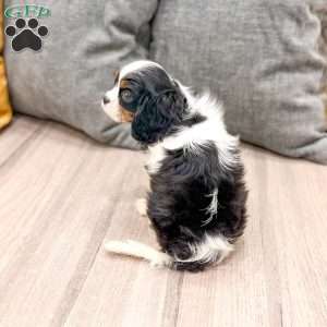 Lily, Cavalier King Charles Spaniel Puppy