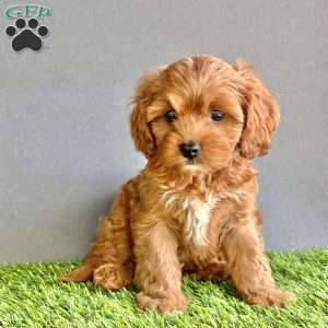 Winnie, Cavapoo Puppy