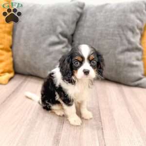 Lily, Cavalier King Charles Spaniel Puppy