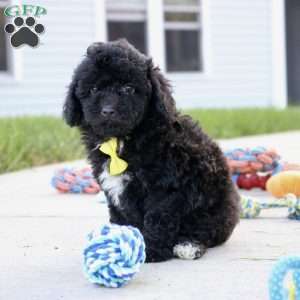 Midnight, Miniature Poodle Puppy