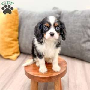 Lily, Cavalier King Charles Spaniel Puppy