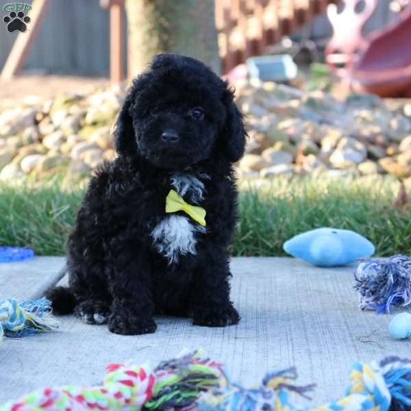 Midnight, Miniature Poodle Puppy