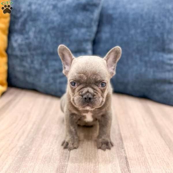 Dyson, French Bulldog Puppy