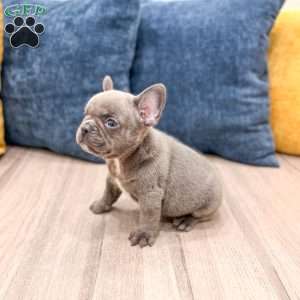 Dyson, French Bulldog Puppy