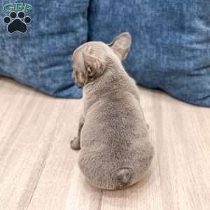 Dyson, French Bulldog Puppy
