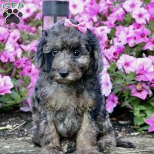 Mochi, Miniature Poodle Puppy