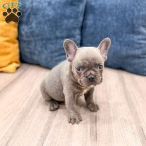 Dyson, French Bulldog Puppy