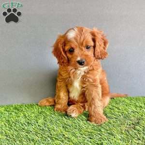 Rocky, Cavapoo Puppy