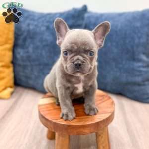 Dyson, French Bulldog Puppy