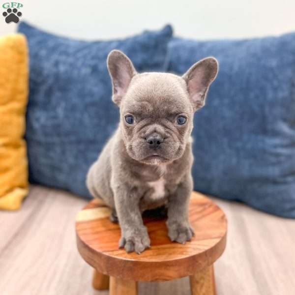 Dyson, French Bulldog Puppy