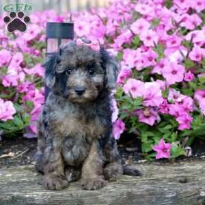Mochi, Miniature Poodle Puppy