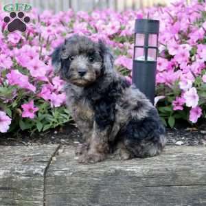 Mochi, Miniature Poodle Puppy