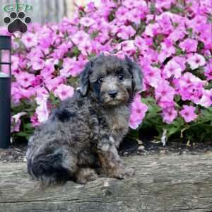 Mochi, Miniature Poodle Puppy