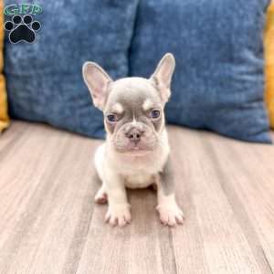 Gracie, French Bulldog Puppy