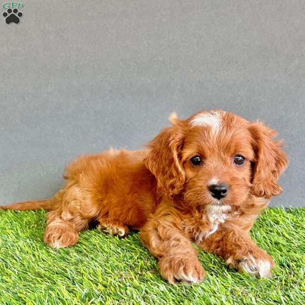 Rocky, Cavapoo Puppy
