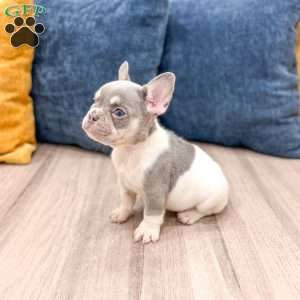 Gracie, French Bulldog Puppy