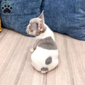Gracie, French Bulldog Puppy