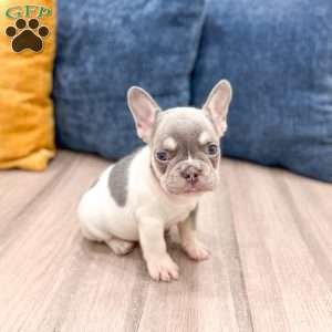 Gracie, French Bulldog Puppy