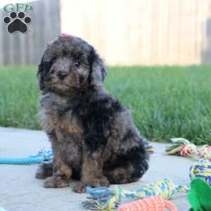 Mochi, Miniature Poodle Puppy