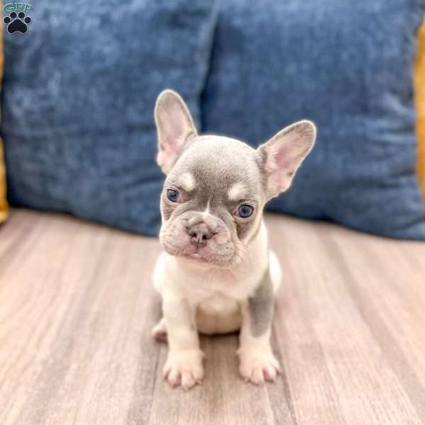 Gracie, French Bulldog Puppy