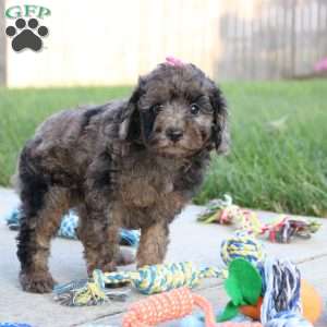 Mochi, Miniature Poodle Puppy