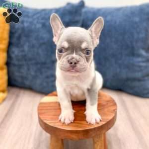 Gracie, French Bulldog Puppy