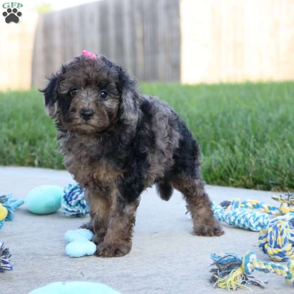 Mochi, Miniature Poodle Puppy