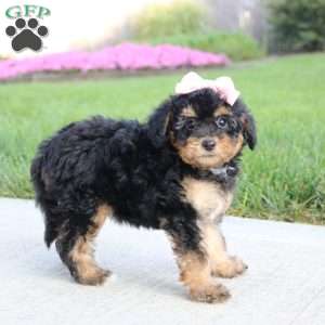 Moonbeam, Miniature Poodle Puppy