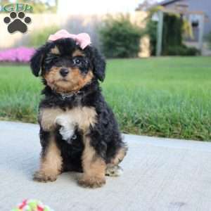 Moonbeam, Miniature Poodle Puppy