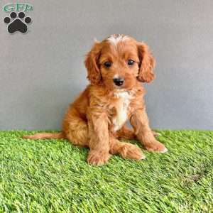 Rocky, Cavapoo Puppy