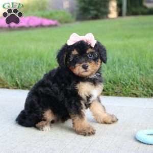 Moonbeam, Miniature Poodle Puppy