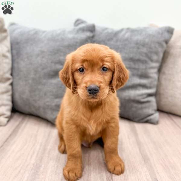 Chancy, Golden Retriever Puppy