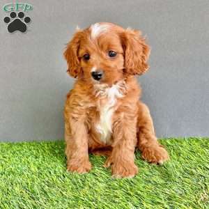 Rocky, Cavapoo Puppy