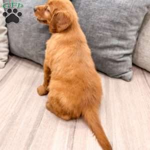Chancy, Golden Retriever Puppy