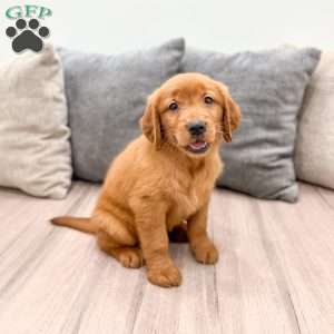 Chancy, Golden Retriever Puppy