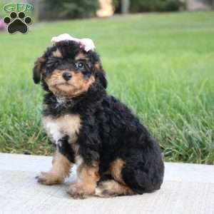 Moonbeam, Miniature Poodle Puppy