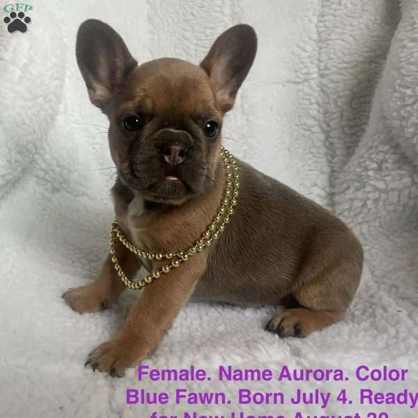 Aurora, French Bulldog Puppy