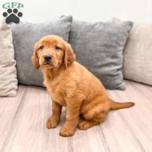 Chancy, Golden Retriever Puppy