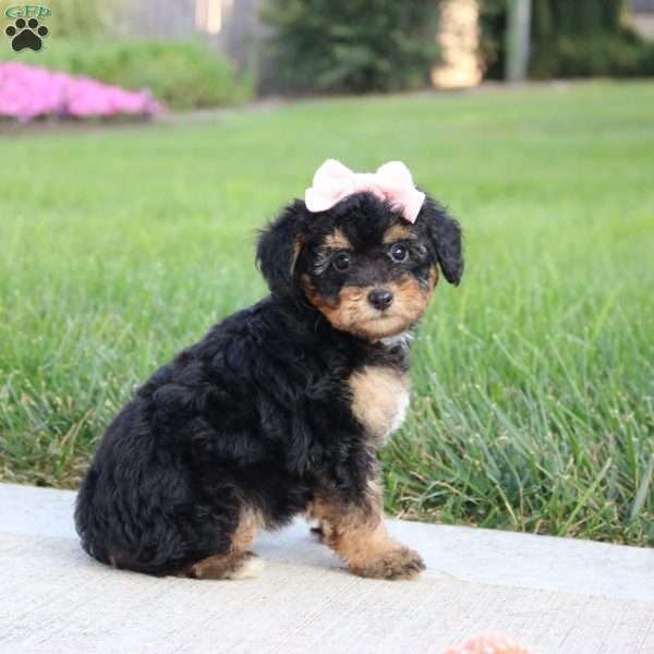 Moonbeam, Miniature Poodle Puppy