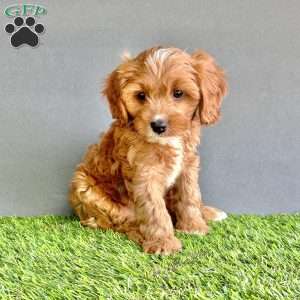 Teddy, Cavapoo Puppy