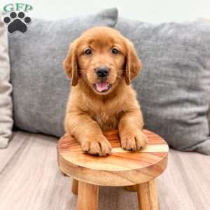 Chancy, Golden Retriever Puppy