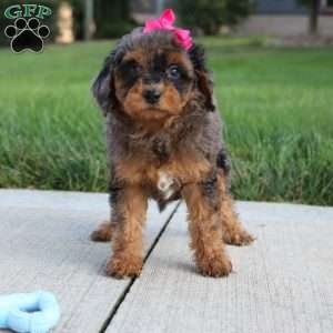 Mystic, Miniature Poodle Puppy